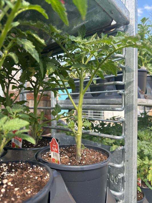 Tomato Big Beef Gal