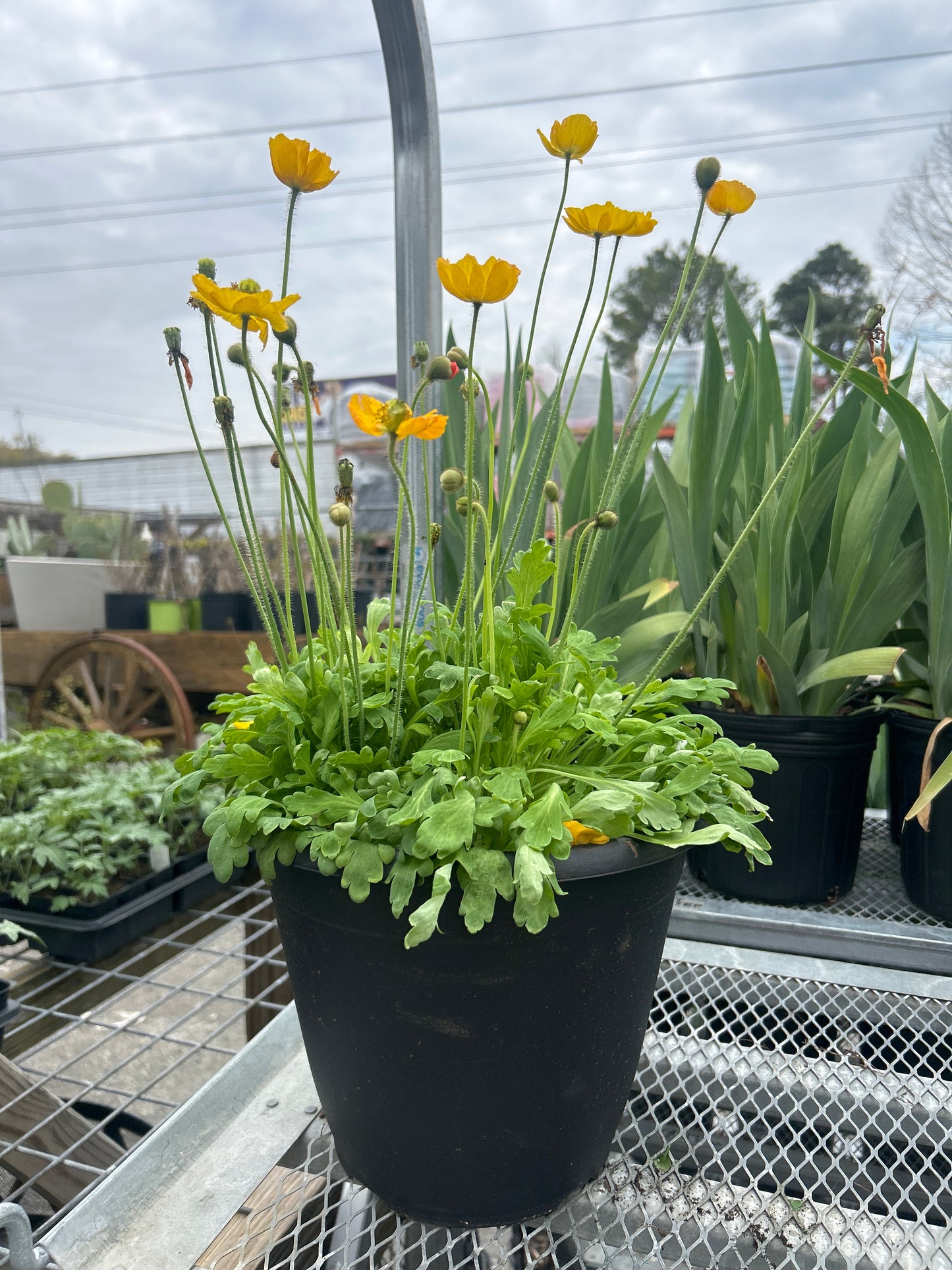 Iceland Poppy
