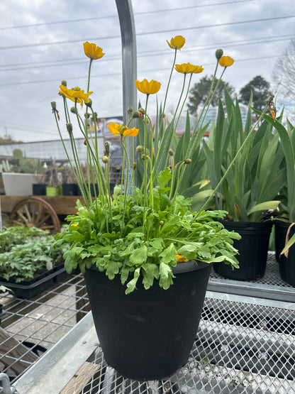 Iceland Poppy