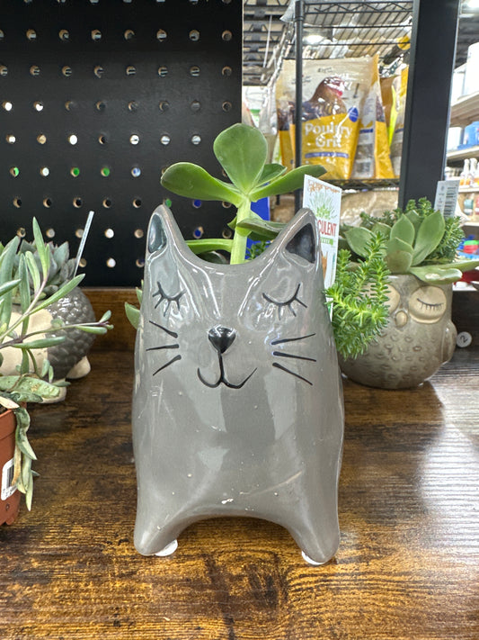 Ceramic Cat Succulent 4”
