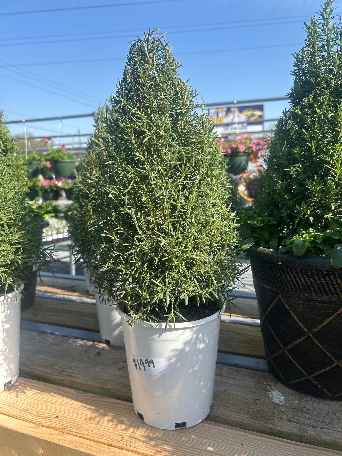 1G Rosemary Topiary Cone