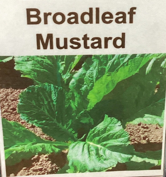 Florida Broadleaf Mustard Seeds
