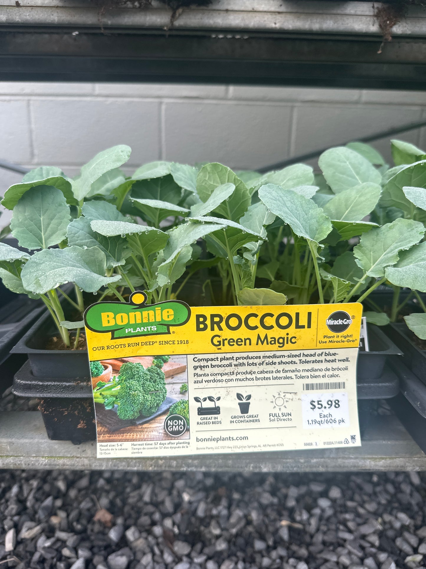 Bonnie Green Magic Broccoli 6 Pack