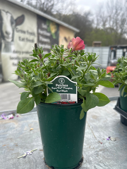Petchoa SuperCal Premium Red Maple
