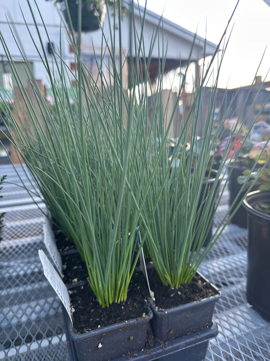Juncus Blue Arrows