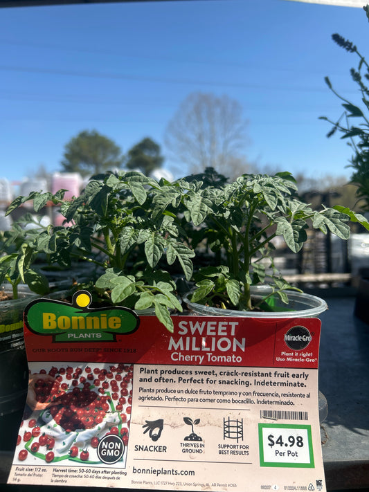Sweet Million Cherry Tomato Bonnie Cup