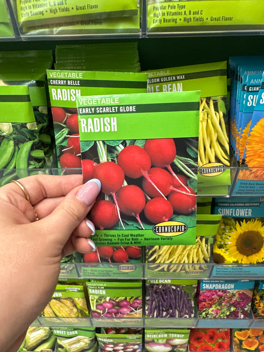 Early Scarlett Globe Radish