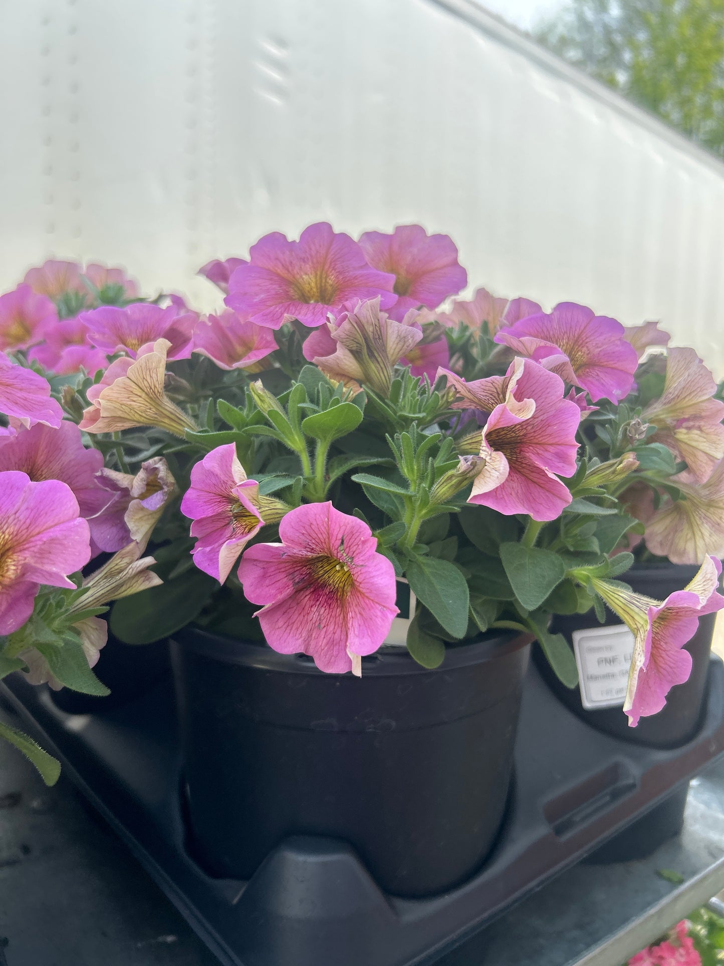 Petchoa SuperCal Premium Sunray Pink