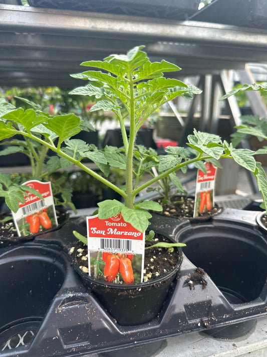 San Marzano Tomato