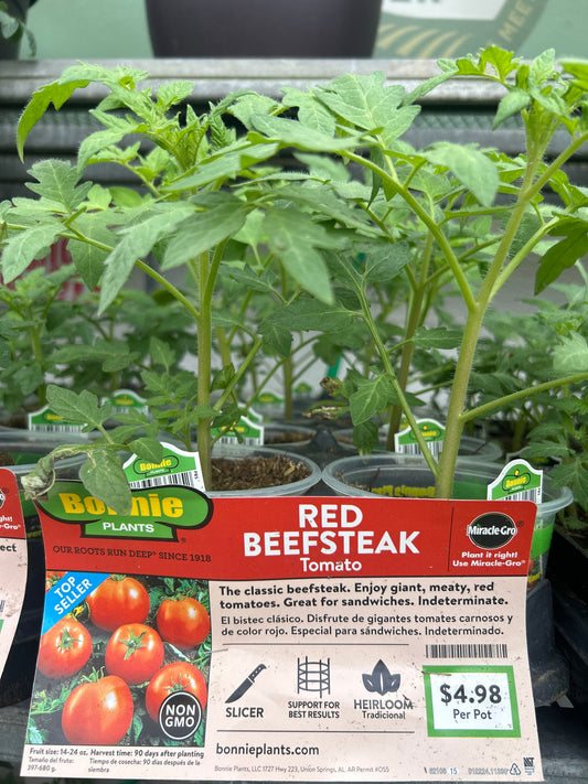 Red Beefsteak Tomato Bonnie Cup
