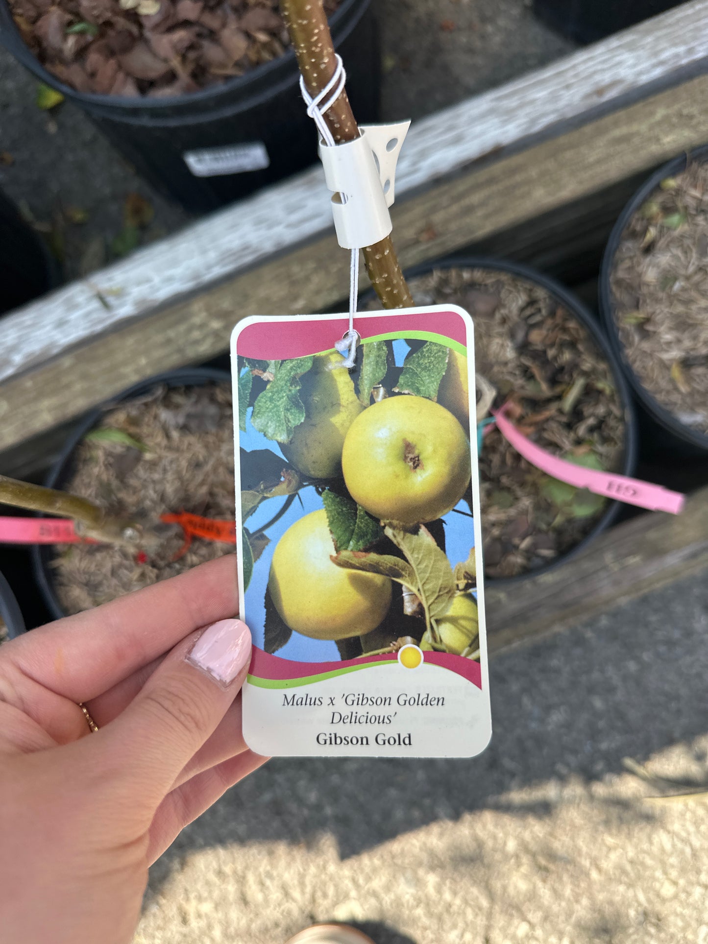 Gibson Gold Apple 1gal