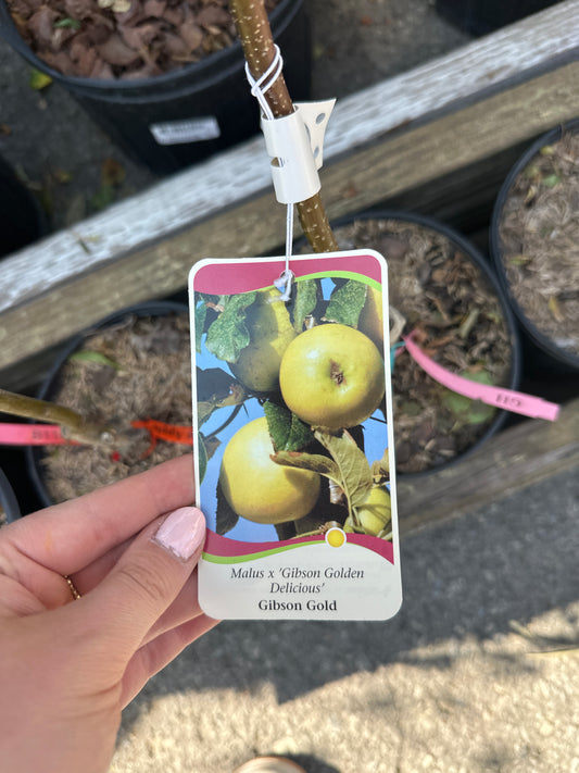 Gibson Gold Apple 1gal