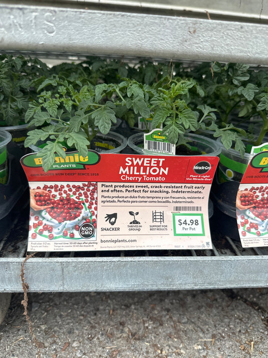 Bonnie Sweet Million Cherry Tomato