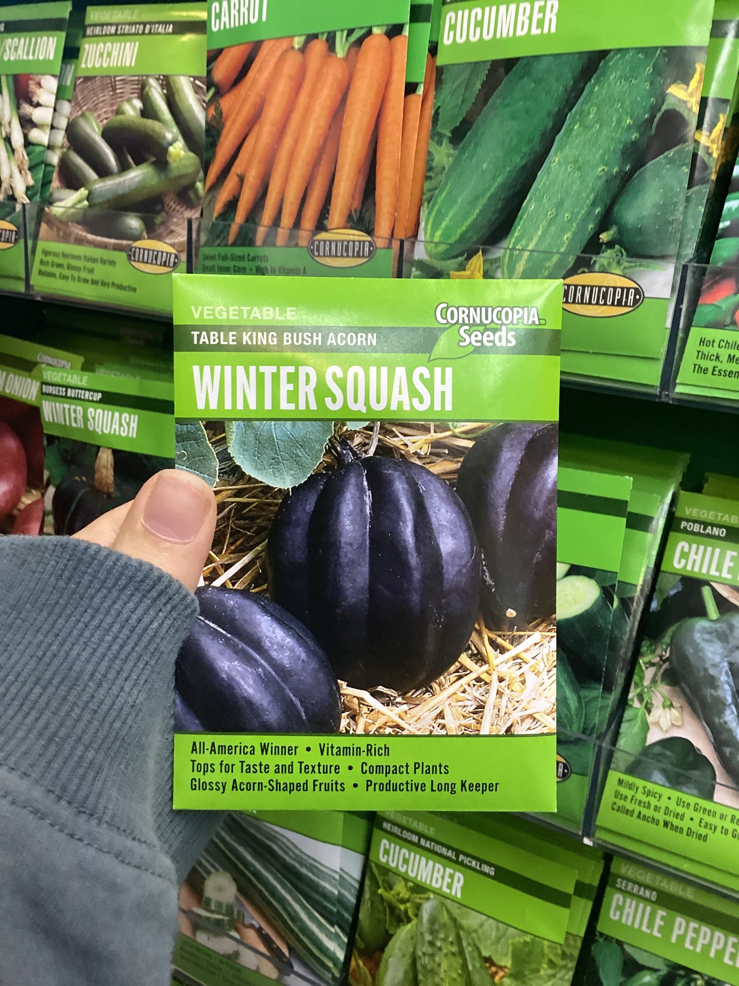 Table King Bush Acorn Winter Squash