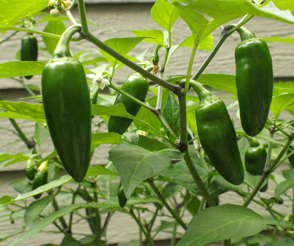 Jalapeno Hot Pepper Seed