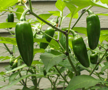 Jalapeno Hot Pepper Seed