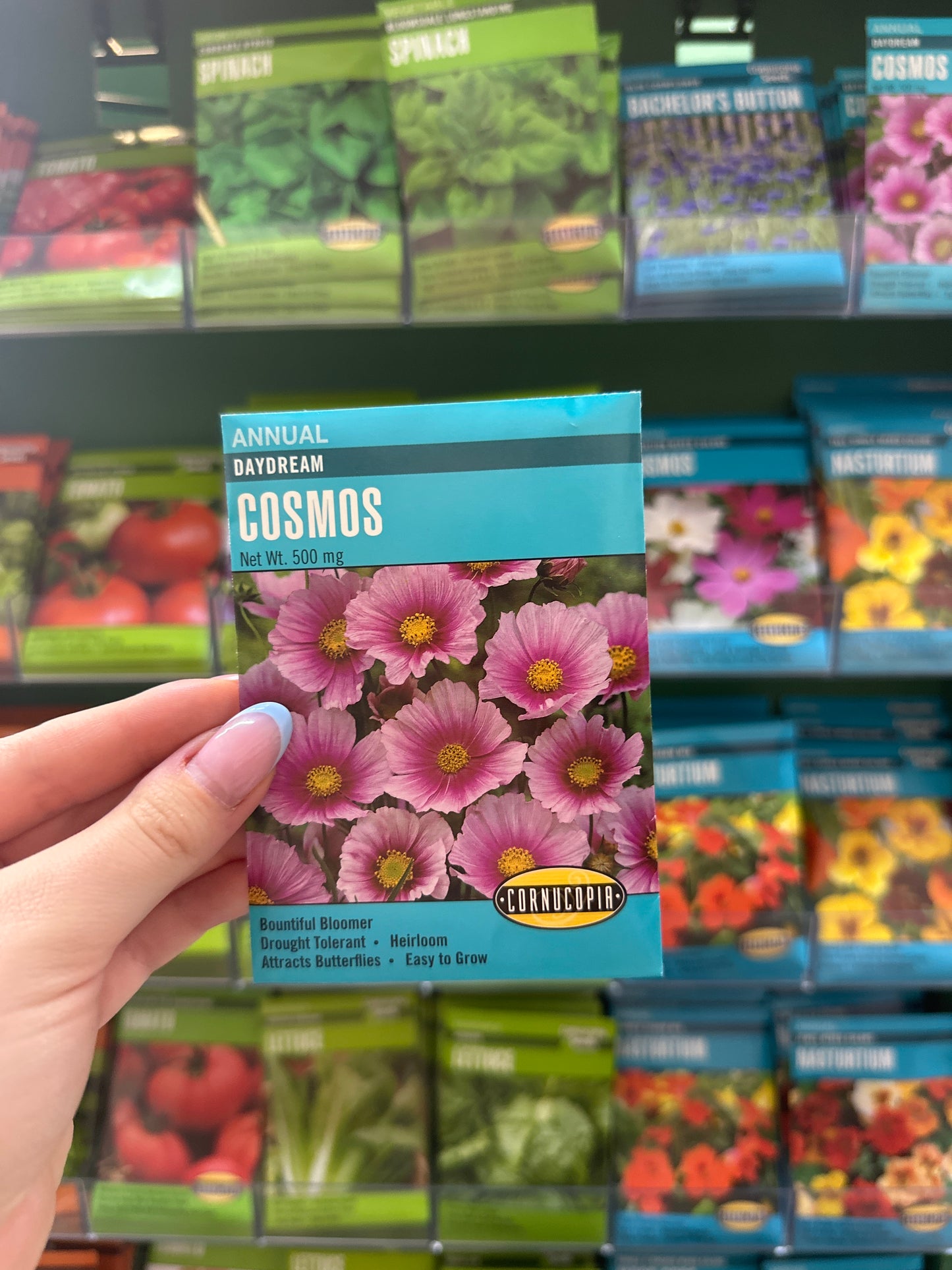 Daydream Cosmos