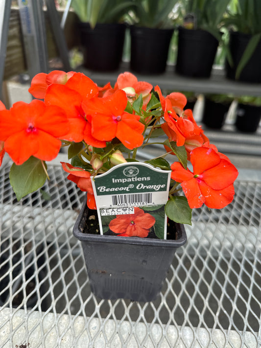Impatiens Beacon Orange