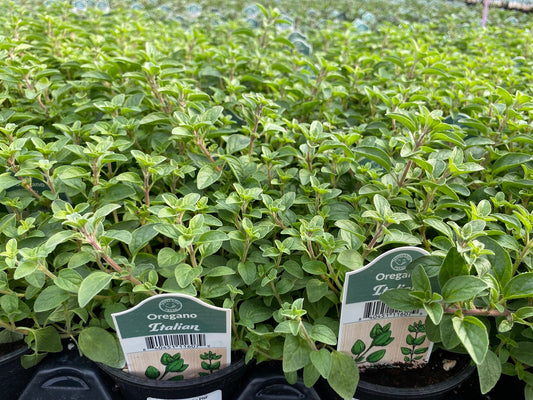 Italian Oregano 4" Cup