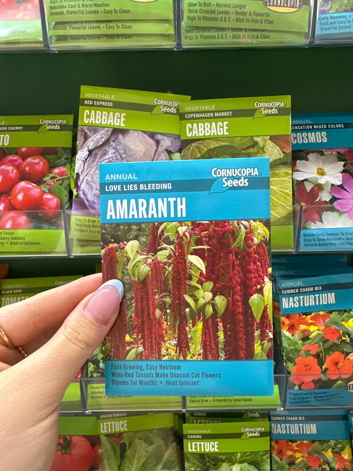 Love Lies Bleeding Amaranth