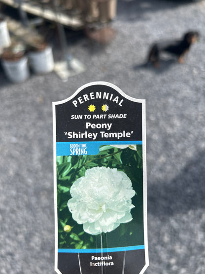 Peony 2G