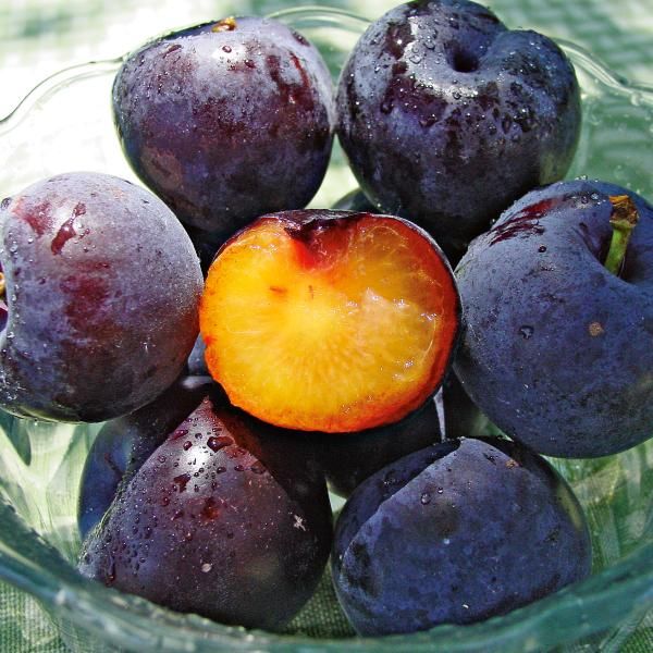 Spring Satin Plumcot Plum 5gal