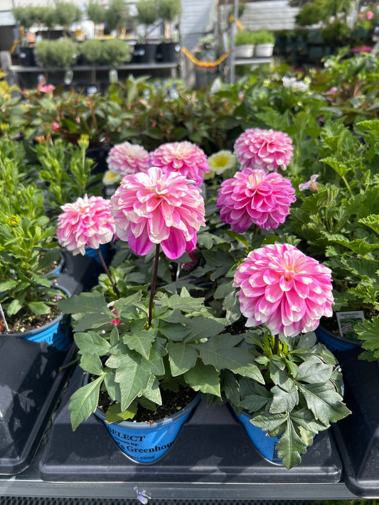 Bettingers Premium Flower