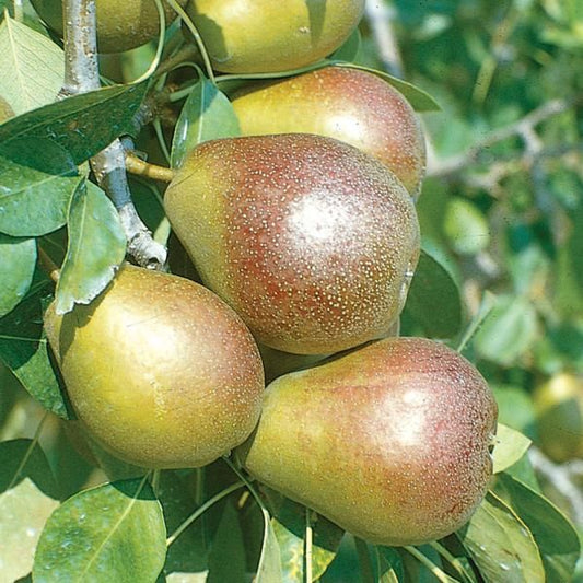Seckel Pear 5gal