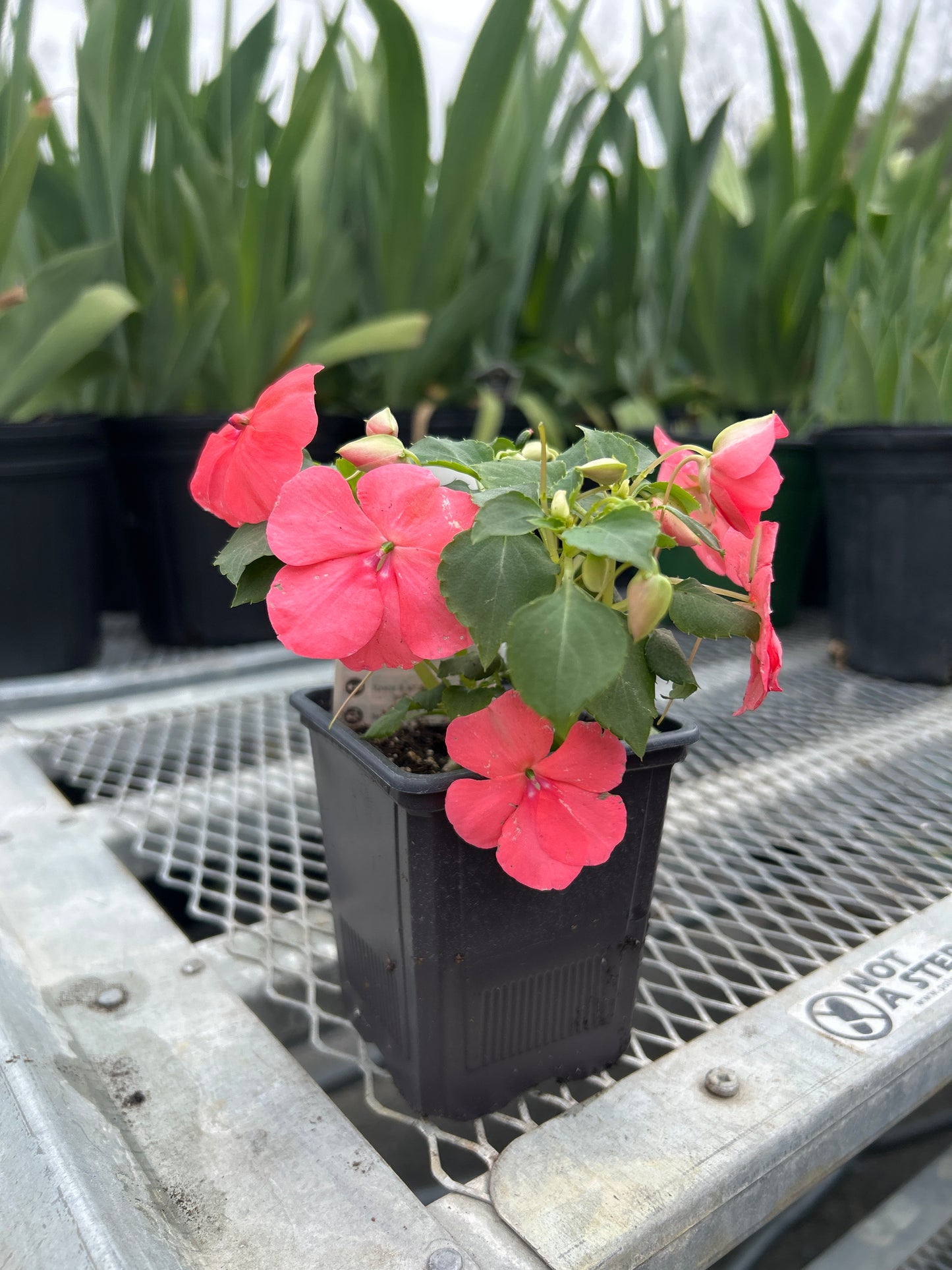 Impatiens Beacon Coral