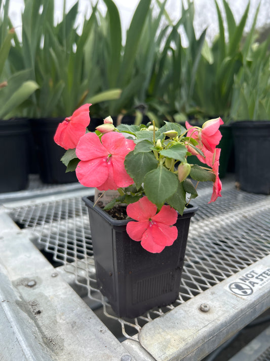 Impatiens Beacon Coral