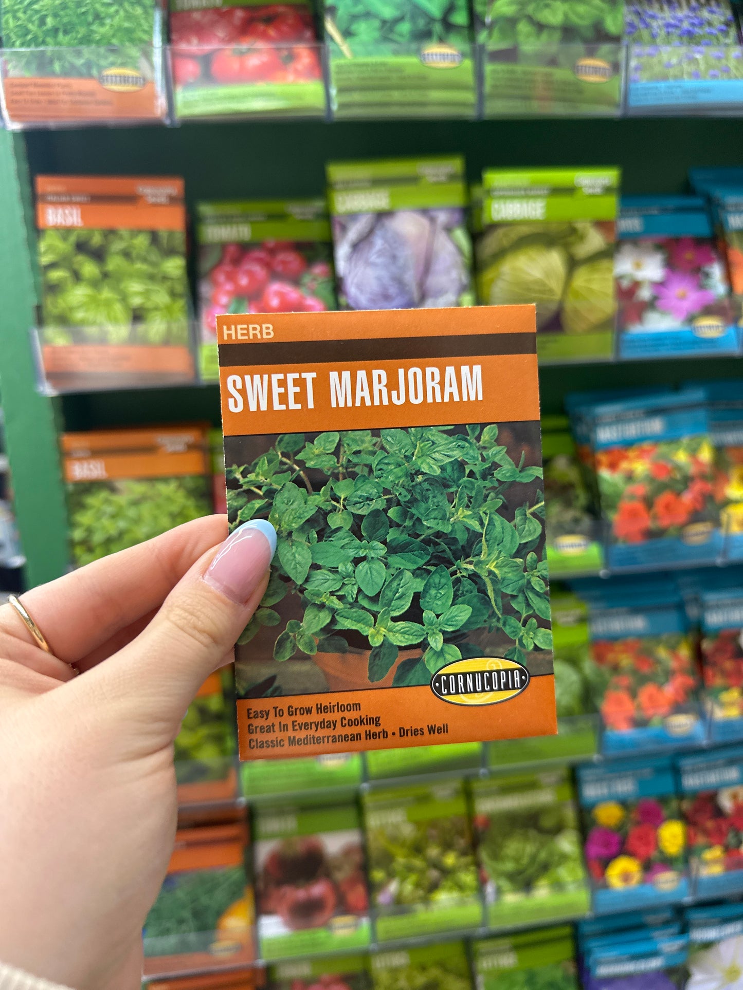 Sweet Marjoram