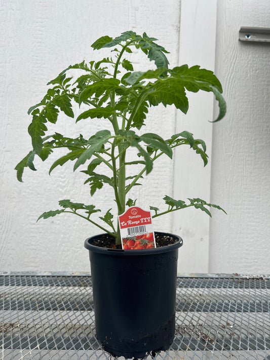 Roma Gal Tomato