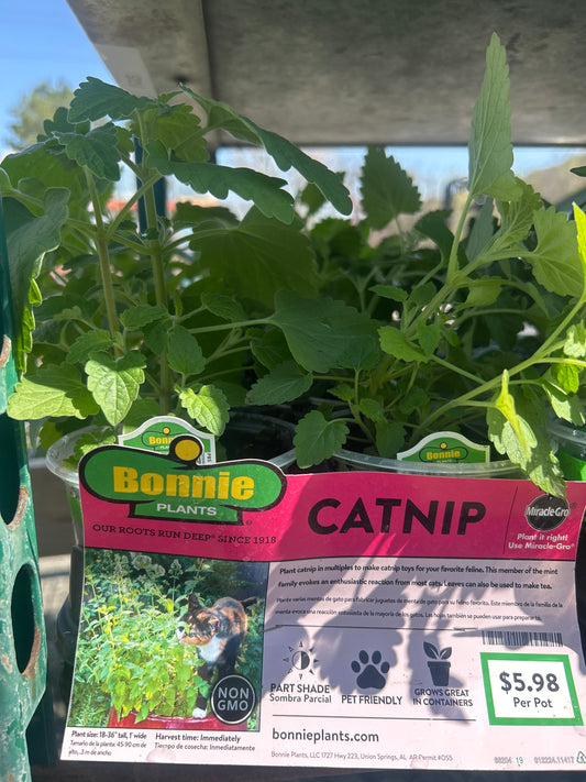 Catnip Bonnie Cup