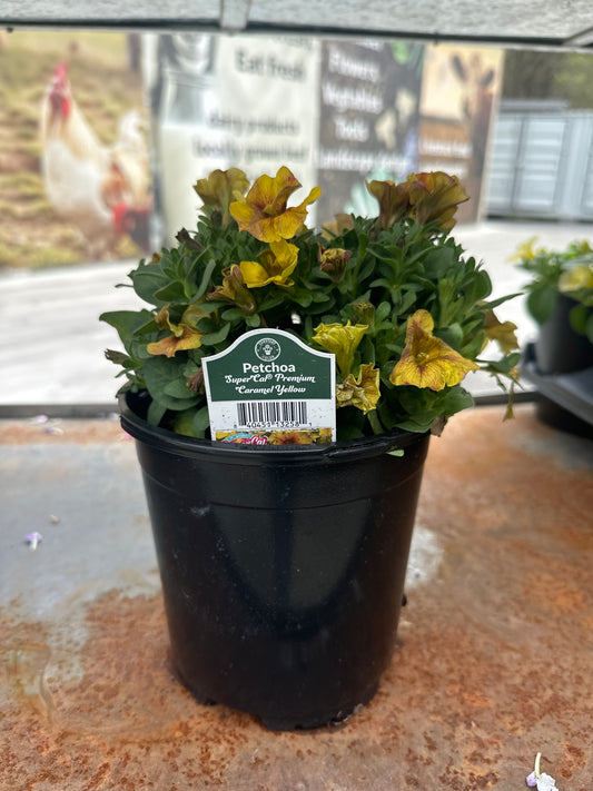 Petchoa SuperCal Premium Caramel Yellow