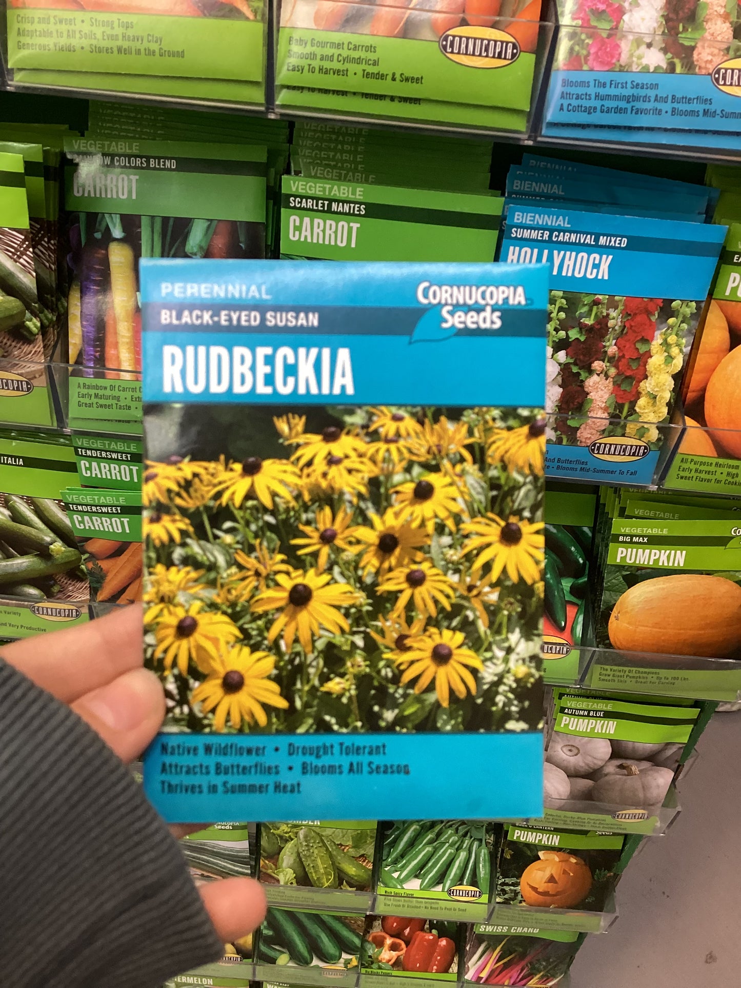 Rudbeckia