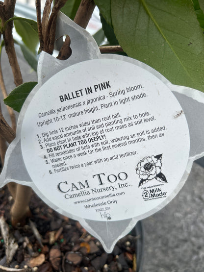 Camellia