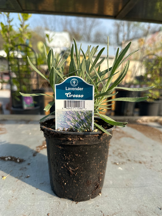 Lavender Grosso
