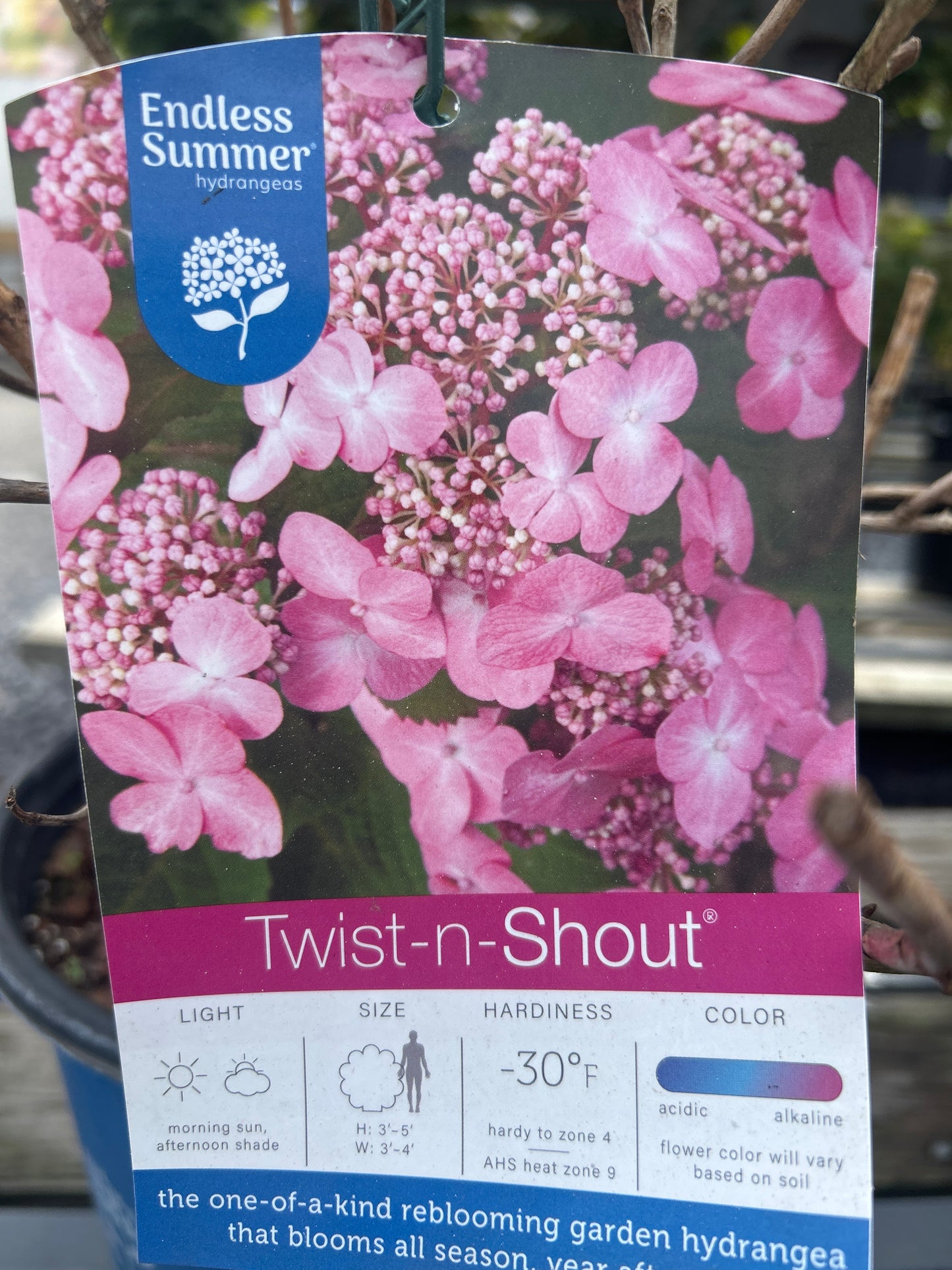 Endless Summer Hydrangea