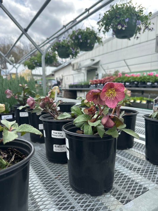 Lenten Rose Frostkiss Glenda’s Gloss