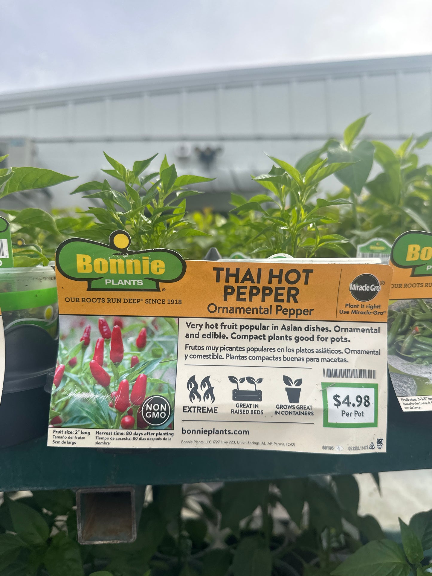 Bonnie Thai Hot Pepper Cup