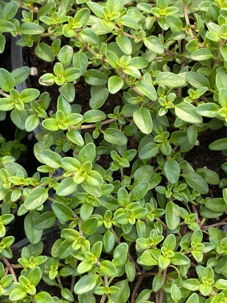 English Thyme 4.3" Cup