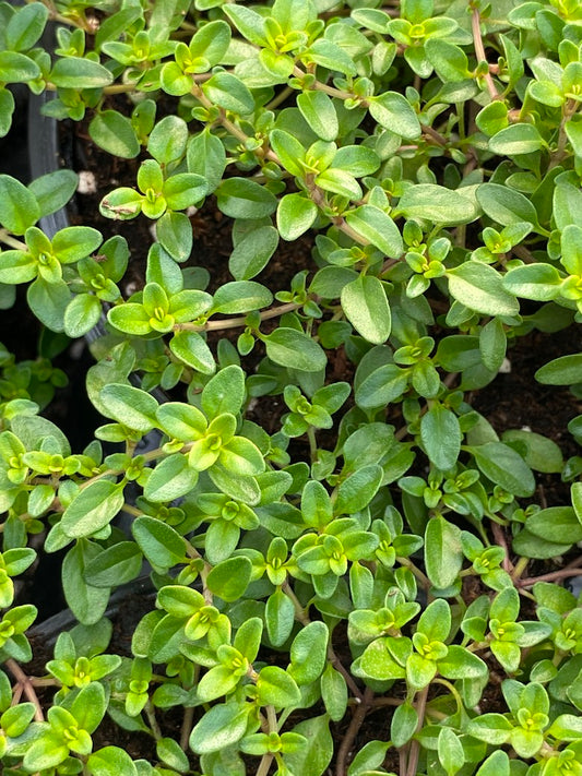 English Thyme 4.3" Cup