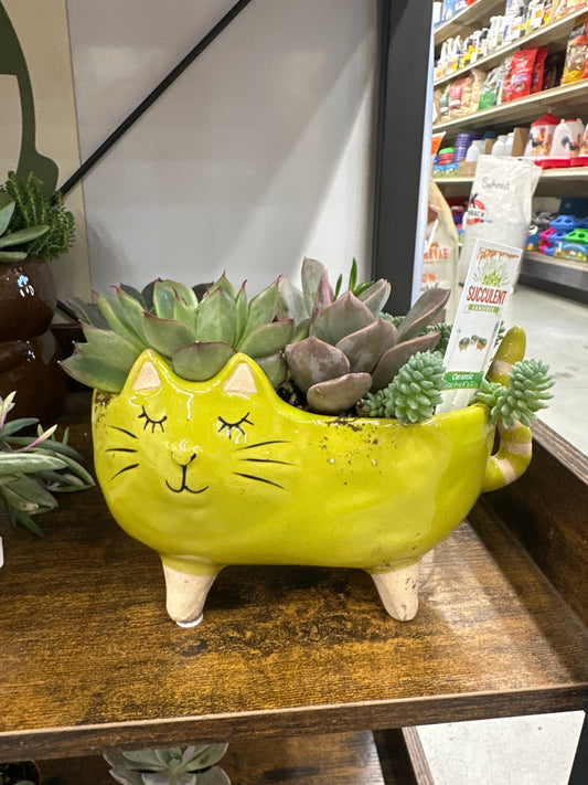 Ceramic Cat Oval