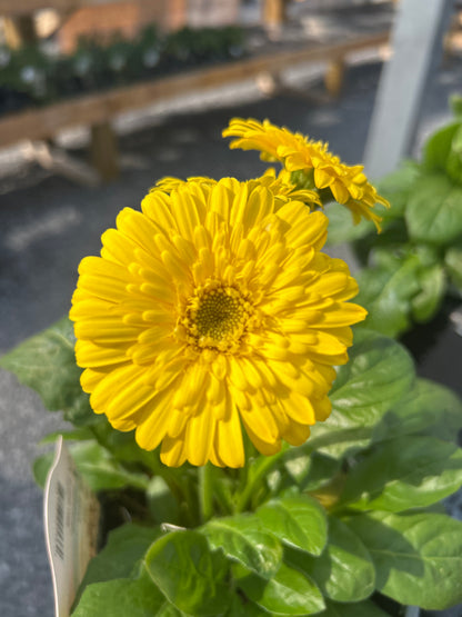 1Gal Perennial Select