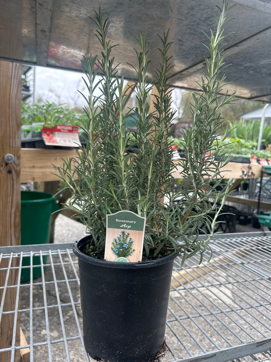 Rosemary Arp Gal