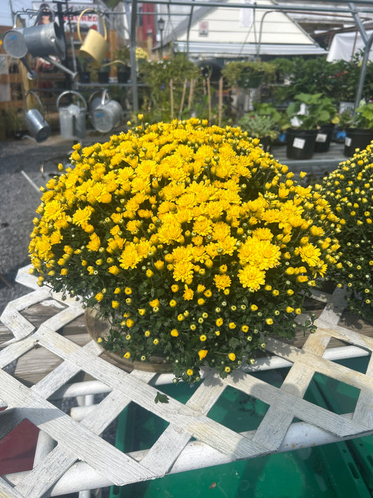 8” Mum