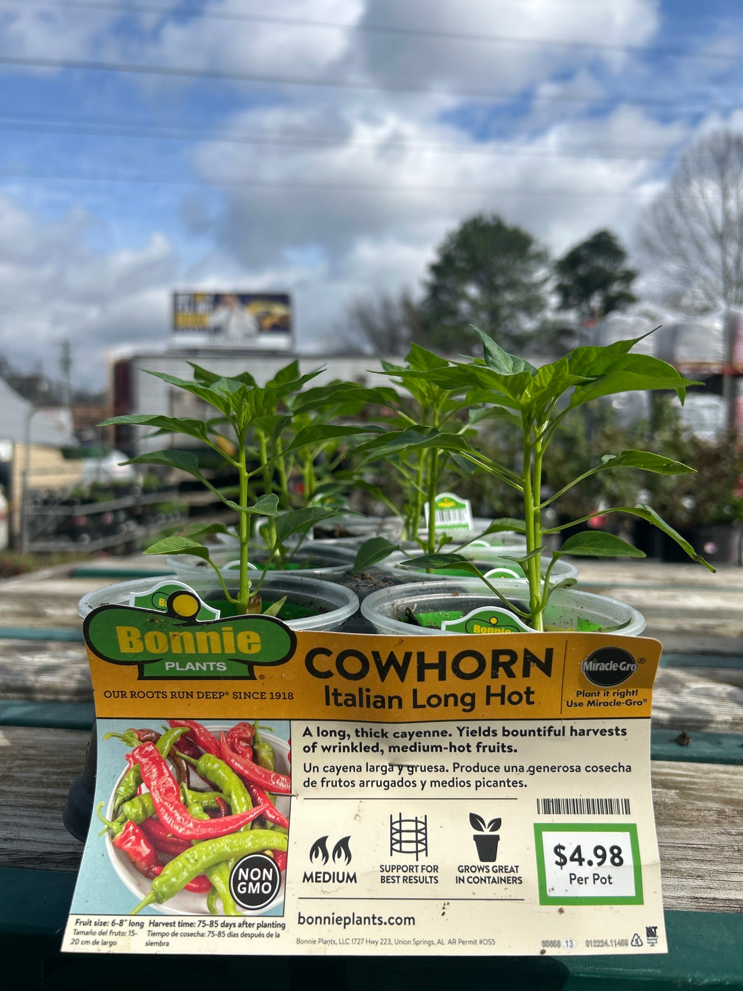 Cowhorn Italian Long Hot Pepper - Bonnie Cup