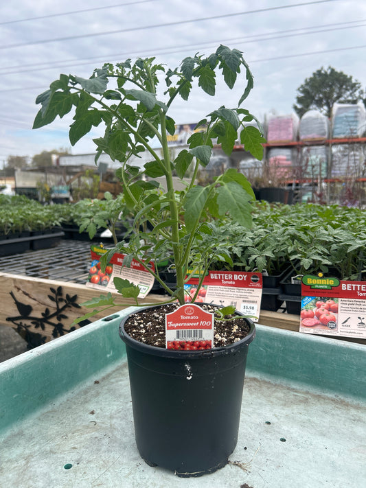 Supersweet 100 Gal Tomato