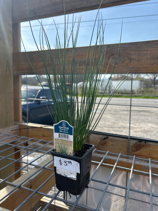 Hard Rush ColorGrass Blue Arrows