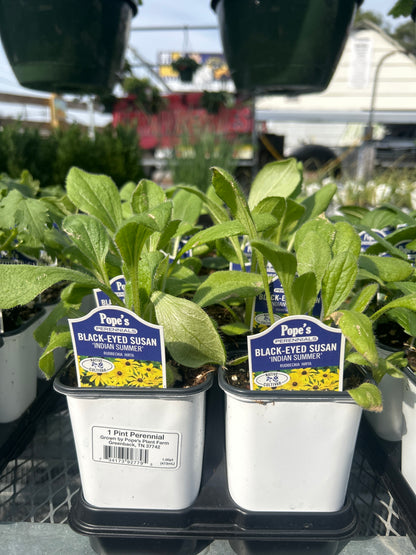 Pope’s 1 Pint Perennials